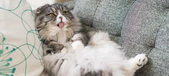 猫カフェの婚活が大人気の理由3つ